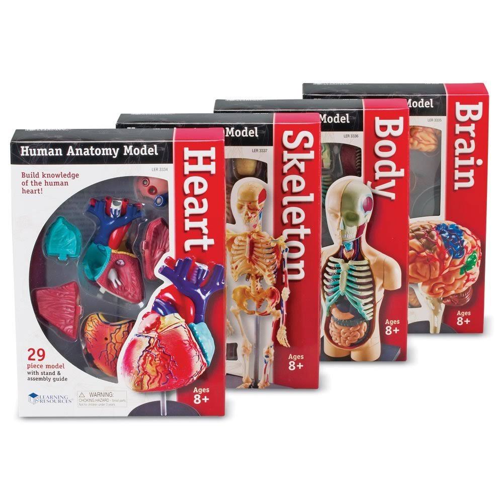 Anatomy Models Bundle Set L96870