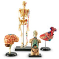 Anatomy Models Bundle Set L96870