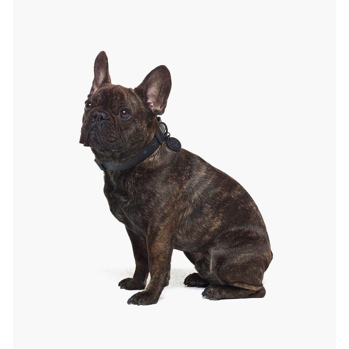 Pet Collar B910